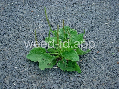 plantain, broadleaf